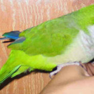 Parrot Repeats Tweety Bird’s Line When He Sees A “Puddy Tat”