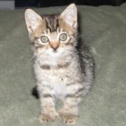 Polydactyl Kitten Rescued After Being Thrown Out of a Moving Car