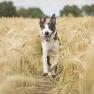 Prevent and manage arthritis in your pet