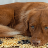 Puppy Gets Completely Freaked Out By A Lemon Slice