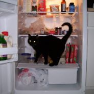 Rescue Cat ‘Helps’ Family Choose Meal Menus, Fix the A/C, and Clean the House