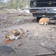 Rescuers Find Missing Pets In The Destruction Of Kentucky Tornado