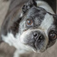 Restaurant Staff Surprise Terminally Ill Dog With A Special Last Meal