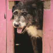 Saving Guadalajara’s Street Dogs