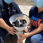 Shelter Support: How Austin Pets Alive! Helps Shelters in Need