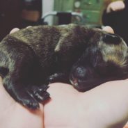 Special Needs Dog Comforts Her Human While She Cares for Struggling Foster Puppies