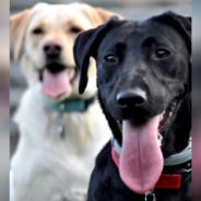 Special Service Dog Helps Her Human And Deaf Canine Sister Get Around