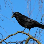 Students Shocked When Talking Crow Lands In Their Classroom To Chat