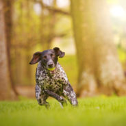 Supplements to support your dog’s joints