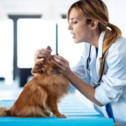 The annual veterinary exam – what to expect