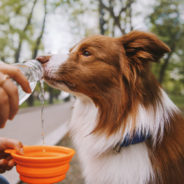 The basics of canine hydration: what dogs need and why