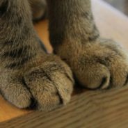 The case against declawing