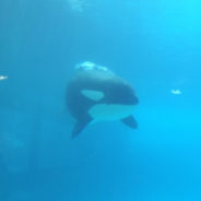 The ‘Loneliest Orca In The World’ Is Still Being Neglected