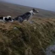 Three Dogs Cross The Road In Their Own Unique Way