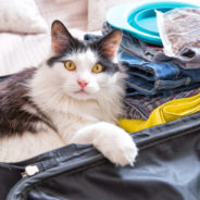 Tips for traveling with pets over the holidays