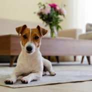 Tips to keep pets safe at home