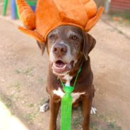 Top 5 Ways to Keep Your Pets Safe During the Holidays