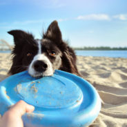 Top tips for safe summer outings with your dog