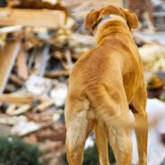 Tornadoes Flattened Her House, But Kentucky ‘Miracle’ Dog Survives Unharmed