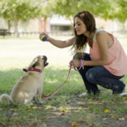 Training your dog with toys vs. treats