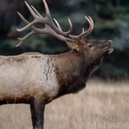 Two Bull Elk Stuck to Wire Fence Freed By Colorado Wildlife Officers