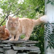 Two Unrelated Ginger Cats Get Adopted Together, Become Best Feline Friends