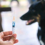 Understanding vaccinosis in dogs and cats