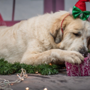 Watch Rescue Dogs Pick Out Their Own Christmas Presents