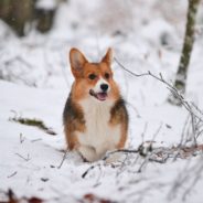 Ways to Help your Pet Transition into Colder Temperatures