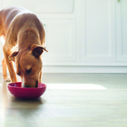 What is limited ingredient dog food?