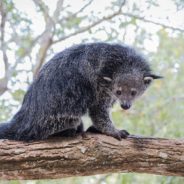 What We Don’t Know About The Binturong Could Lead To It’s Extinction