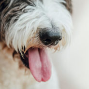 What you need to know about bad breath in dogs