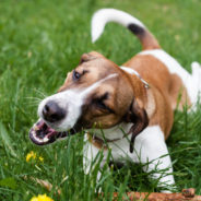 Why do dogs eat grass?