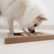 Why mental enrichment is so important for dogs