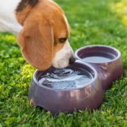 Why You Should Watch Your Dog’s Water Intake Habits