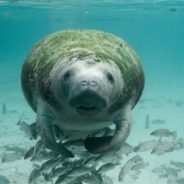 Wildlife Officials Try New Feeding Approach To Help Save Dying Manatee Population