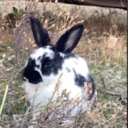 Woman Braves The Cold To Rescue Rabbit Someone Dumped Behind Her Montana Apartment