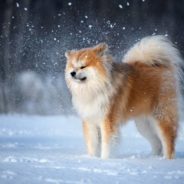 10 Dog Breeds That Love Being Out in the Snow