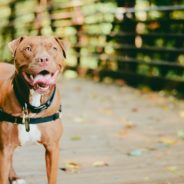 13 questions that will help you write great pet adoption bios