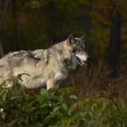 20 Yellowstone Wolves Killed by Hunters After Wandering Away From Park