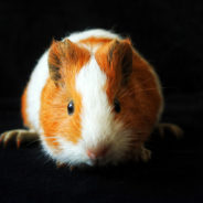 2,000 Hamsters To Be Killed After COVID Outbreak In Hong Kong Pet Shop