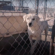 40 Dogs Are Freed From Their Filthy Wire Cages And A Life Of Neglect