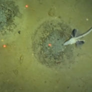 60 Million Icefish Nests Discovered Near Antarctica