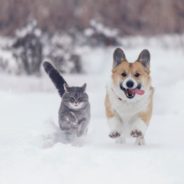 7 tips to keep your animals safe in cold weather