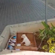 Abandoned Puppy Was Ignored By Everyone Except Her Rescuer