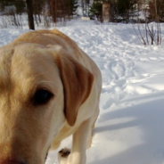 Abused Dogs Learns To Smile Again And Loves Playing In The Snow