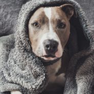 Animal Rescue Posts Plea For Blankets For Shelter Dogs And The Community Delivers