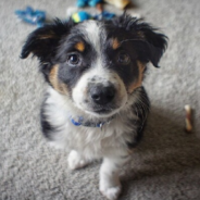 Australian Shepherd Loves Playing With His New Puppy Sister