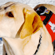 Avalanche Dogs Travel To Utah To Learn Lifesaving Skills