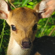 Baby Deer Follows Cyclist Before Hopping Back To Mom